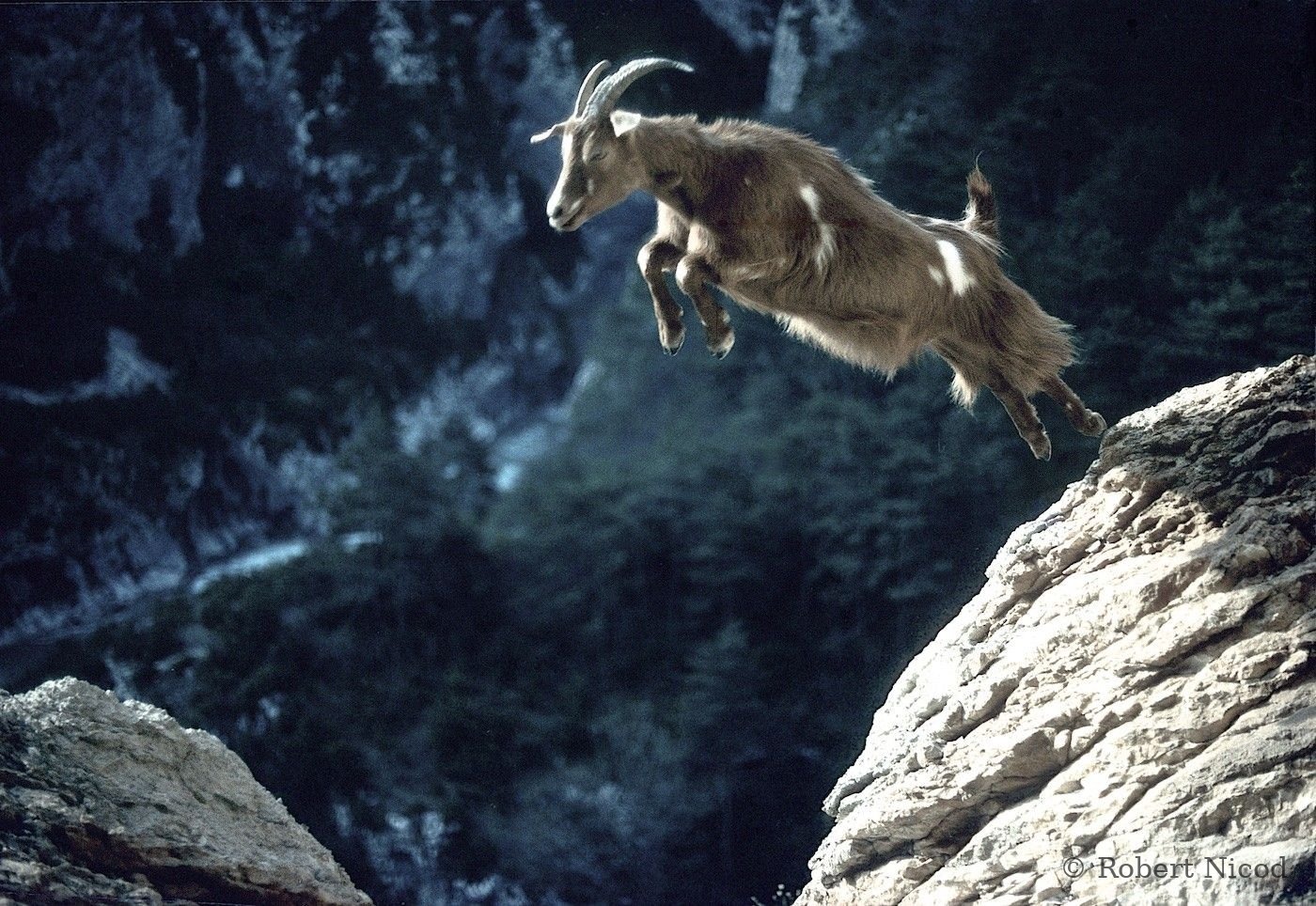 Escalade — Chèvre bondissante, falaise du Point Sublime, Verdon 1983