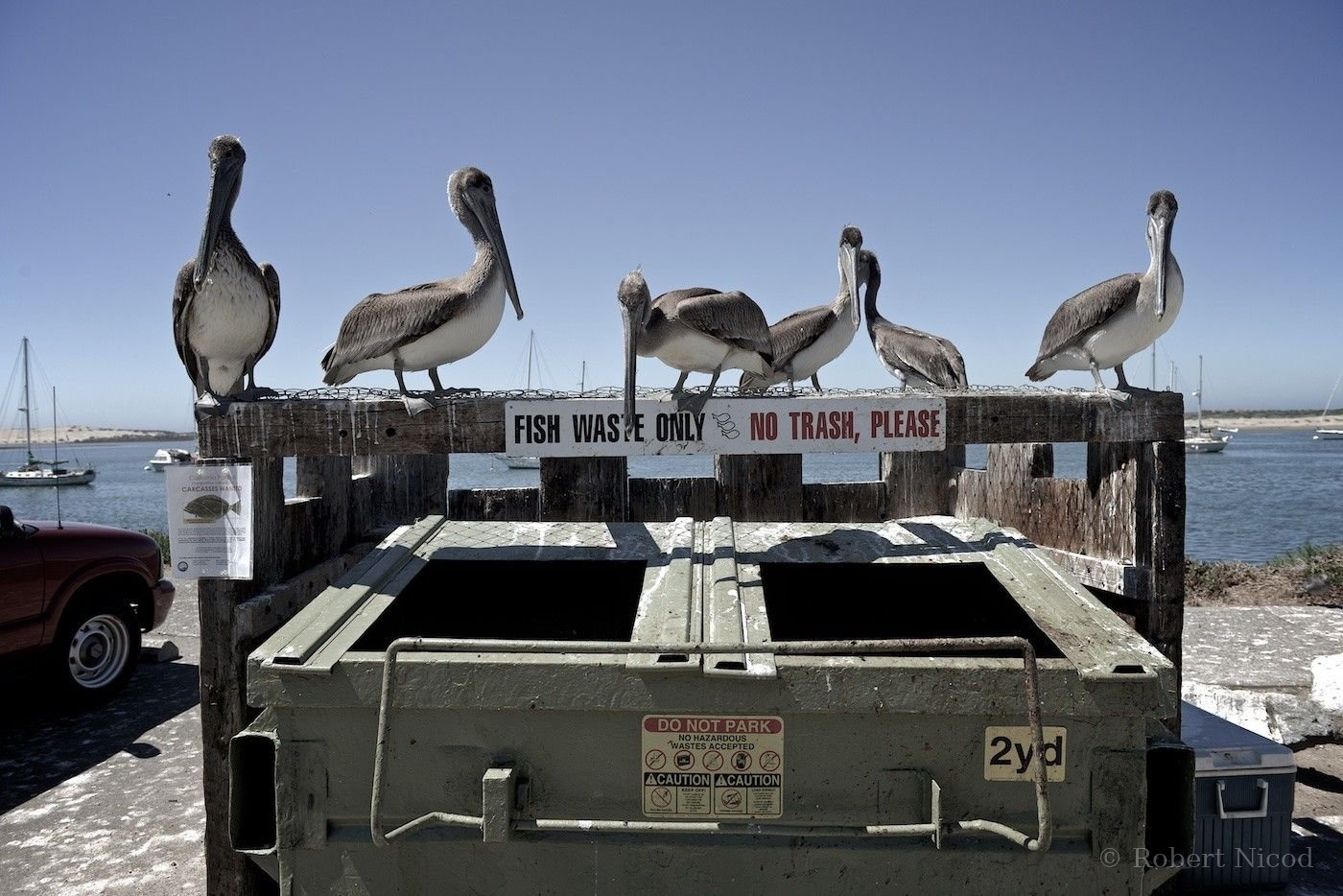 Villes de l'Ouest — Pélicans sur une benne à poissons, Morro Bay, Californie 2014