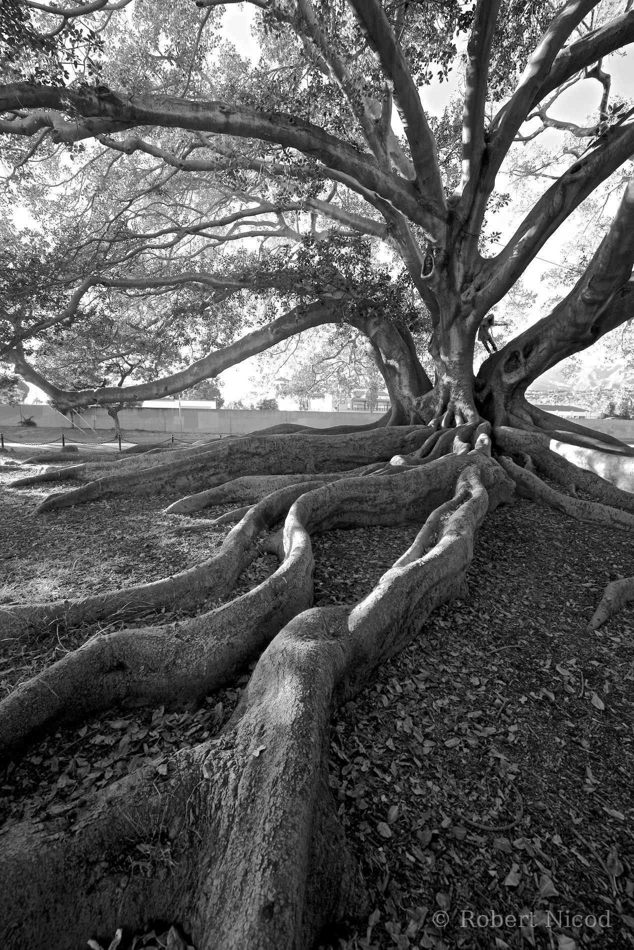 Des touristes à l'Ouest — Moreton Bay Fig Tree, Santa Barbara, Californie