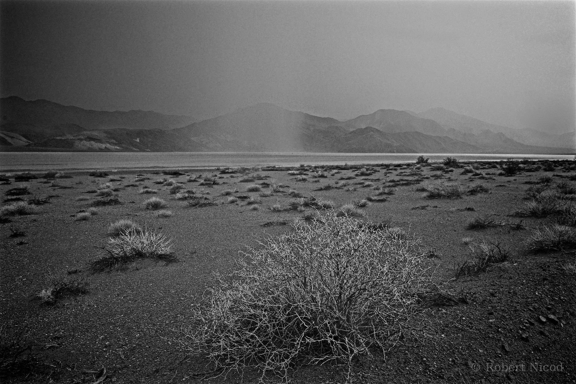 Des touristes à l'Ouest — Buisson ardent, Death Valley, Californie