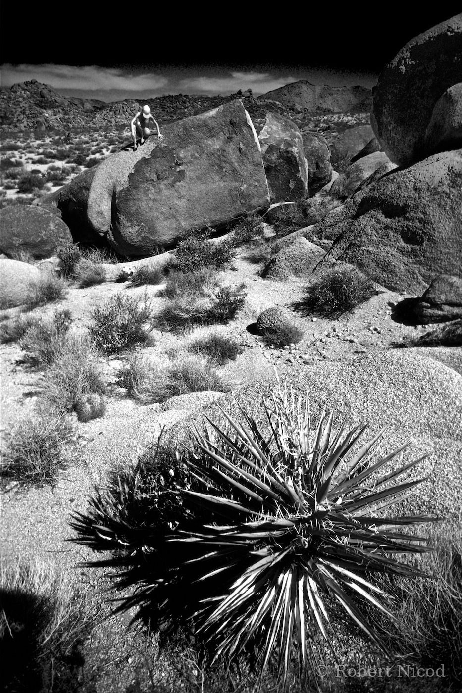 Des touristes à l'Ouest — Étrange apparition entre rocher et cactus, Joshua Tree, Californie