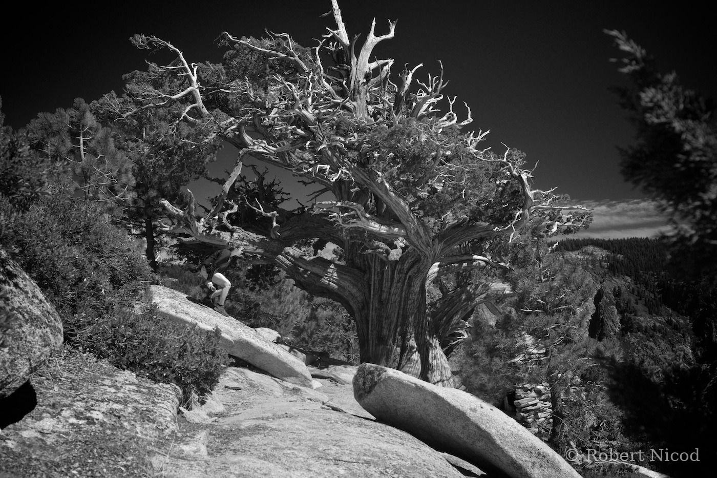 Des touristes à l'Ouest — Genévrier solitaire, Yosemite Valley, Californie